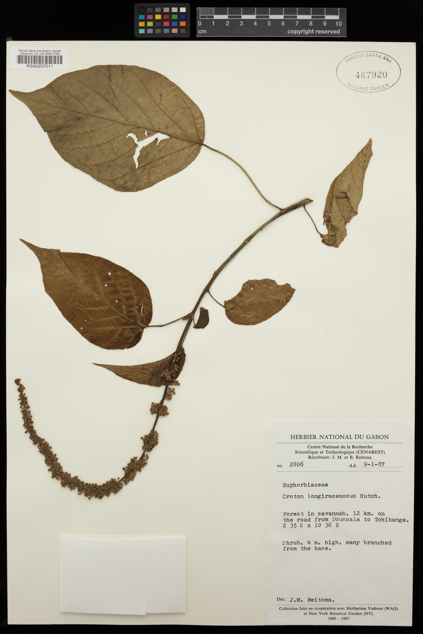 Croton longiracemosus image