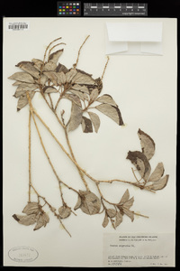 Croton argyratus image