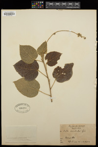 Croton caudatus image