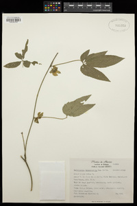 Dalechampia cissifolia image