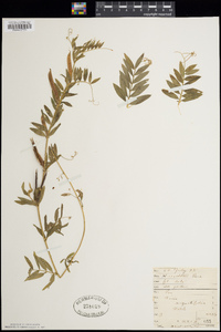 Vicia sativa subsp. nigra image