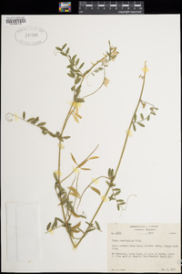 Vicia caroliniana image