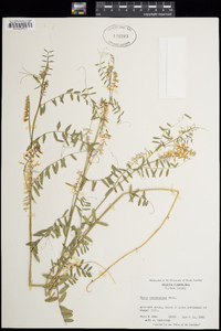 Vicia caroliniana image