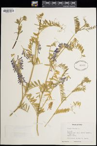 Vicia cracca image