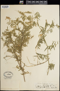 Vicia cracca image