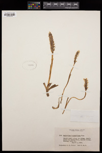 Spiranthes romanzoffiana image