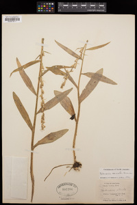 Platanthera stricta image