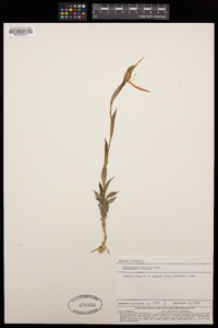 Pterostylis turfosa image