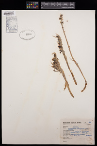 Spiranthes eriophora image