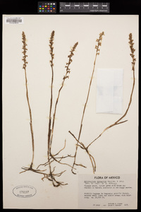 Spiranthes vernalis image