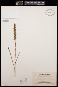 Spiranthes cernua image