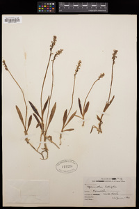 Sarcoglottis schaffneri image