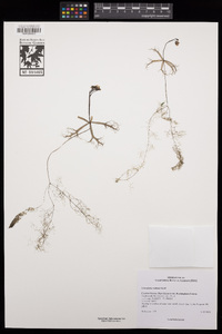 Utricularia radiata image