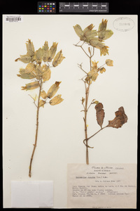 Bryophyllum pinnatum image