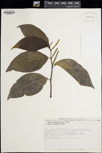 Piper jacquemontianum image