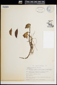 Peperomia granulosa image