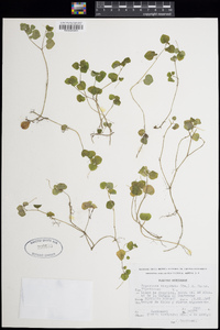 Peperomia hispidula image