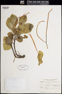 Peperomia obtusifolia image