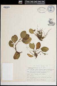 Peperomia obtusifolia image