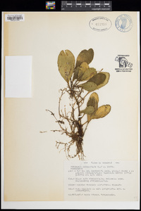 Peperomia obtusifolia image