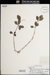 Peperomia cookiana var. flavinervia image