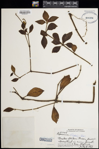 Peperomia lilifolia image