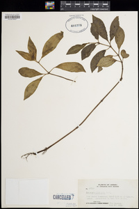Peperomia lilifolia image