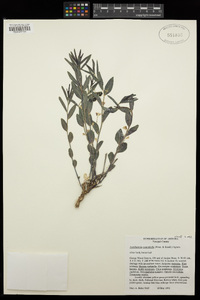 Argythamnia cyanophylla image