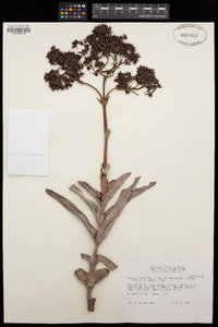 Crassula perfoliata var. falcata image