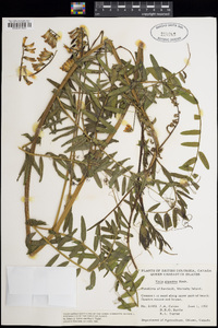 Vicia nigricans image