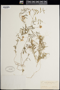 Vicia hugeri image
