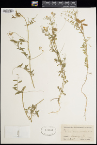 Vicia ludoviciana image