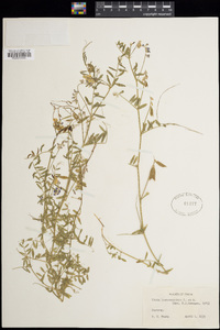 Vicia ludoviciana image