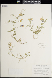 Vicia ludoviciana image