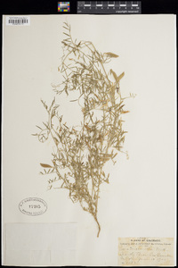 Vicia micrantha image