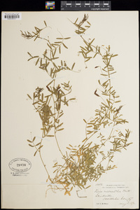 Vicia micrantha image