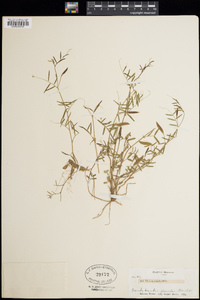 Vicia micrantha image