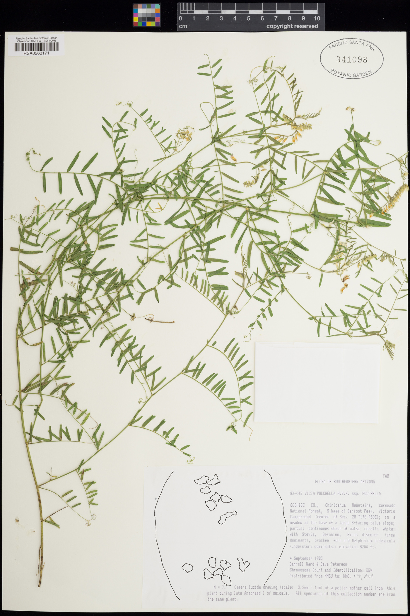 Vicia pulchella subsp. pulchella image