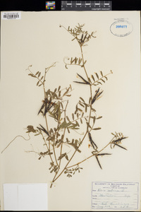 Vicia sativa image