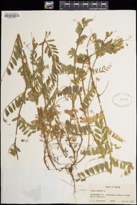 Vicia sativa image