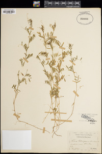 Vicia tetrasperma image