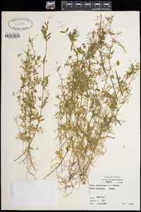 Vicia tetrasperma image