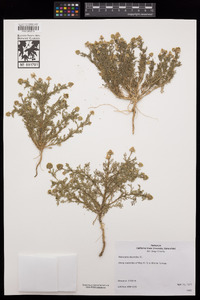 Matricaria discoidea image