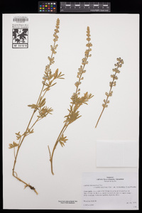 Lupinus argenteus var. meionanthus image