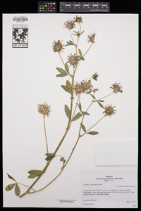 Trifolium willdenovii image