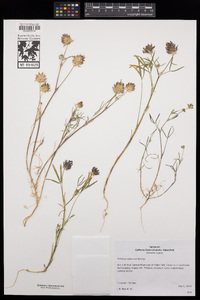 Trifolium willdenovii image