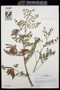 Hosackia crassifolia var. crassifolia image