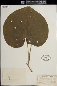 Piper umbellatum image