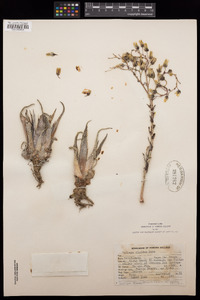 Dudleya saxosa subsp. aloides image