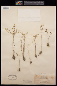Sedum variegatum image